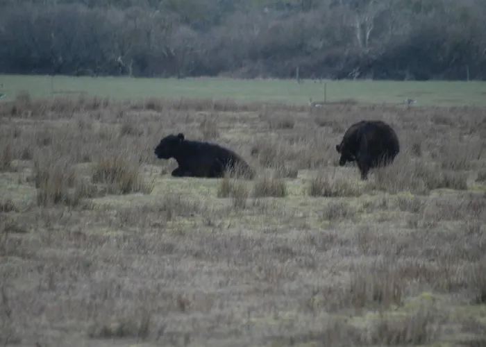 Appartamento Aangenaam Texel Duo De Koog (Texel)